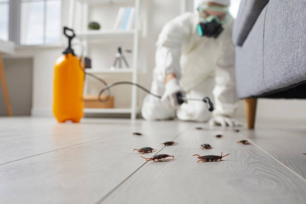 Affordable Termite Control solutions in Laredo, TX